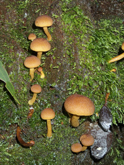 Gymnopilus ferruginosus