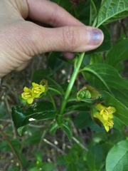 Lonicera involucrata