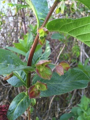 Lonicera involucrata