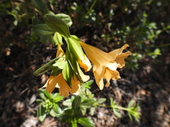 Diplacus grandiflorus