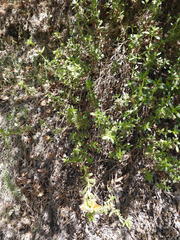 Diplacus grandiflorus