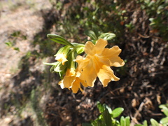 Diplacus grandiflorus