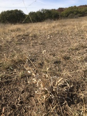 Panicum hallii