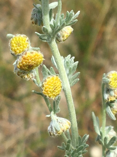 fringed sagebrush