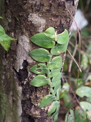 Rhaphidophora
