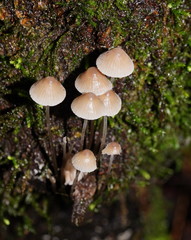 Mycena austrofilopes