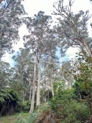 Eucalyptus cypellocarpa