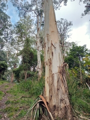 Eucalyptus cypellocarpa