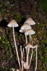 Mycena austrofilopes