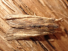 Lithophane semibrunnea