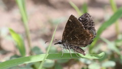 Carcharodini