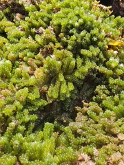 Caulerpa geminata