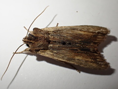 Lithophane semibrunnea