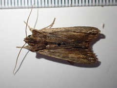 Lithophane semibrunnea