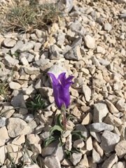 Campanula alpestris