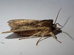 Lithophane semibrunnea