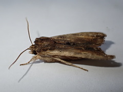 Lithophane semibrunnea