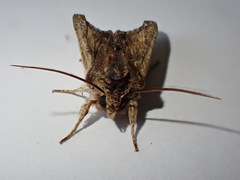 Lithophane semibrunnea