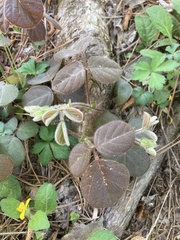 Desmodium rotundifolium