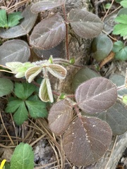 Desmodium rotundifolium