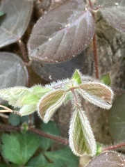 Desmodium rotundifolium