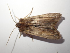 Lithophane semibrunnea