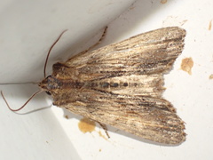 Lithophane semibrunnea