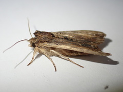 Lithophane semibrunnea