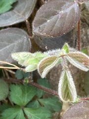 Desmodium rotundifolium