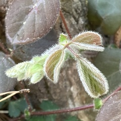 Desmodium rotundifolium