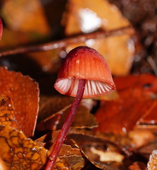 Mycena toyerlaricola