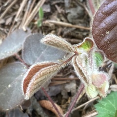 Desmodium rotundifolium