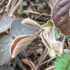 Desmodium rotundifolium