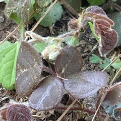 Desmodium rotundifolium