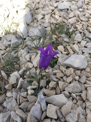 Campanula alpestris