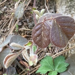 Desmodium rotundifolium