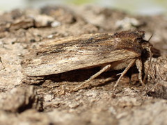 Lithophane semibrunnea