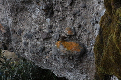 Cinclodes albidiventris