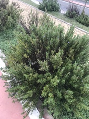 Salvia rosmarinus