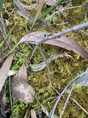 Thuidiopsis