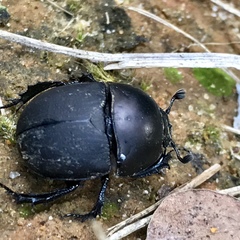 Geotrupes opacus