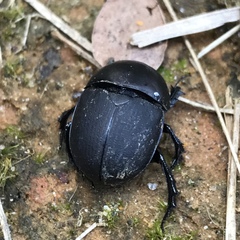 Geotrupes opacus