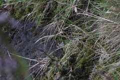 Cinclodes albidiventris