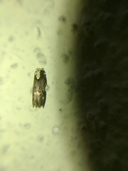 Chionodes phalacra