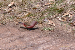 Lagonosticta rhodopareia