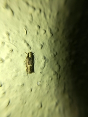 Chionodes phalacra