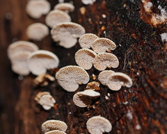 Panellus luxfilamentus