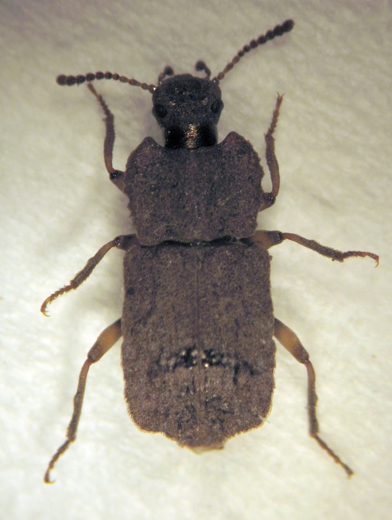 Periatrum