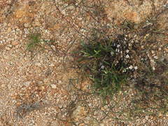 Lepidagathis cristata