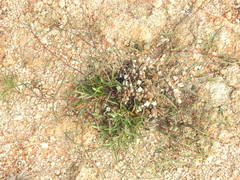 Lepidagathis cristata